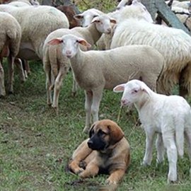 Integration of dogs with livestock