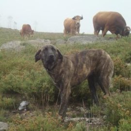 How to behave in the presence of these dogs