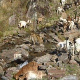 Understanding and respecting the work of livestock guardian dogs