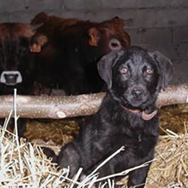 Integration of dogs with livestock