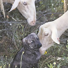 Integration of dogs with livestock