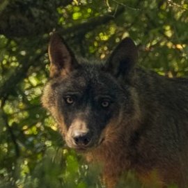 Marão