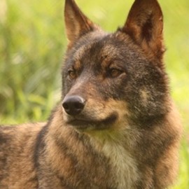 Memories of the Wolves of CRLI