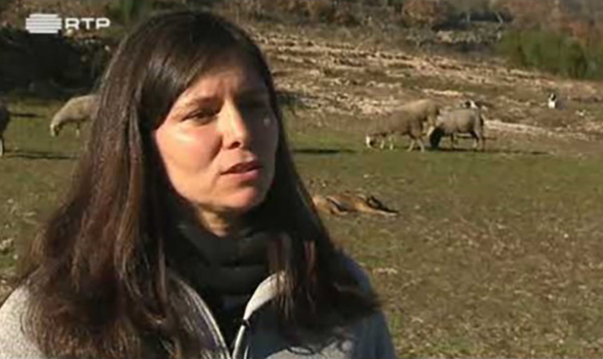 Men and Wolves, a reportage from the Linha da Frente programme