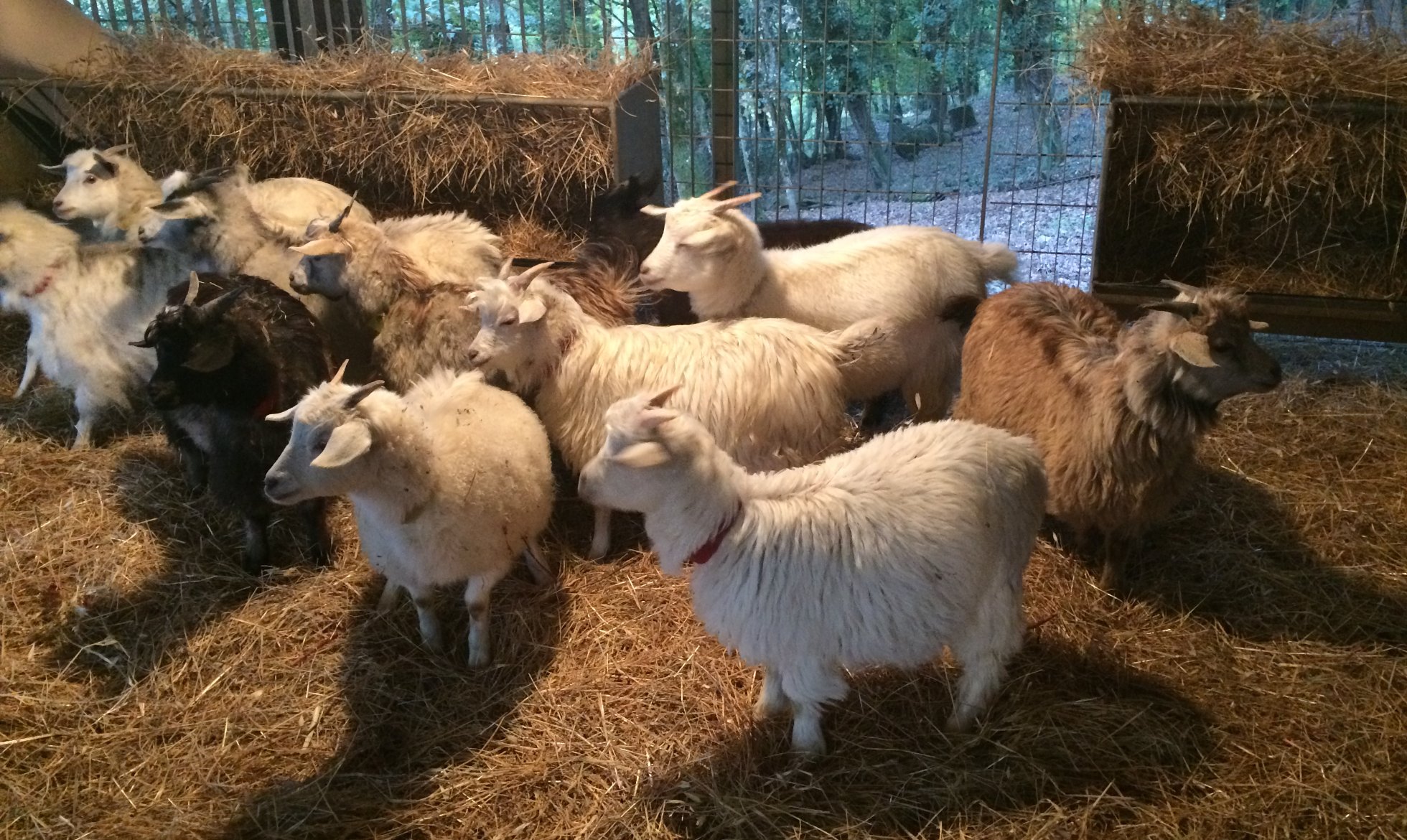 Visit to a goat farm with Wildlife Friendly certification