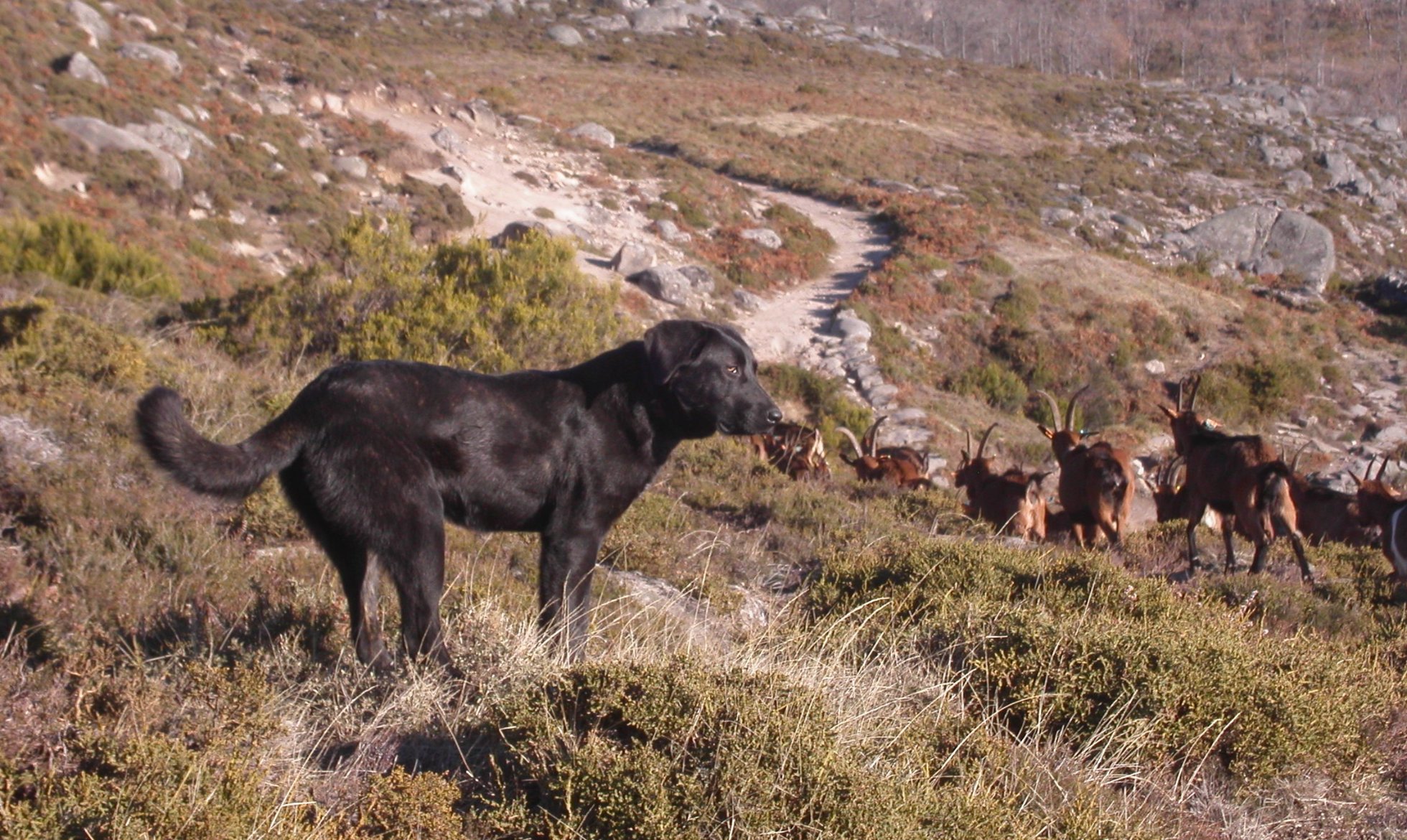 Participation in the Portuguese Breeds Exhibition for Portugal Day