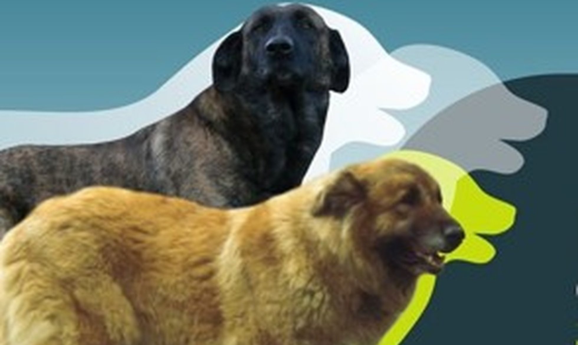 Presentation of the Livestock Guardian Dog Programme at the Serra da Estrela Dog Congress