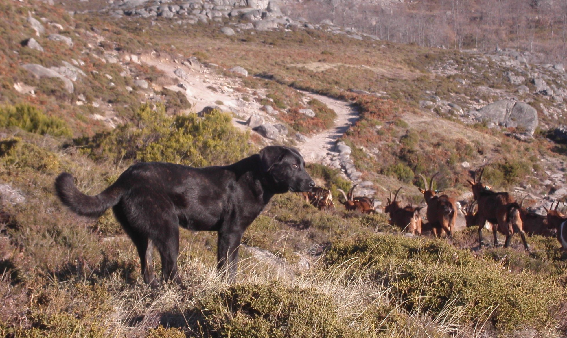 Livestock Guardian Dogs featured on University TV