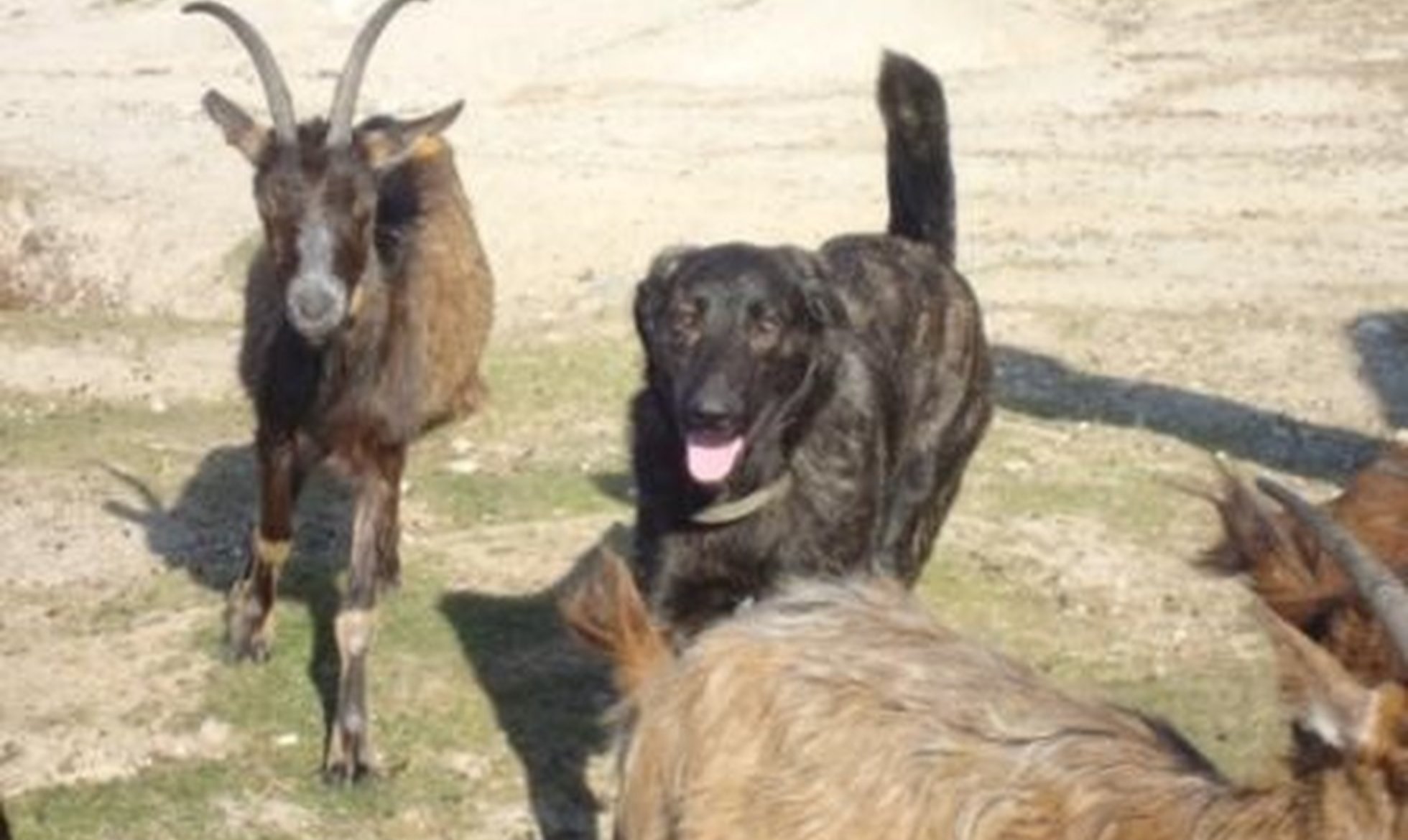Participação em Exposições Caninas em Arcos de Valdevez