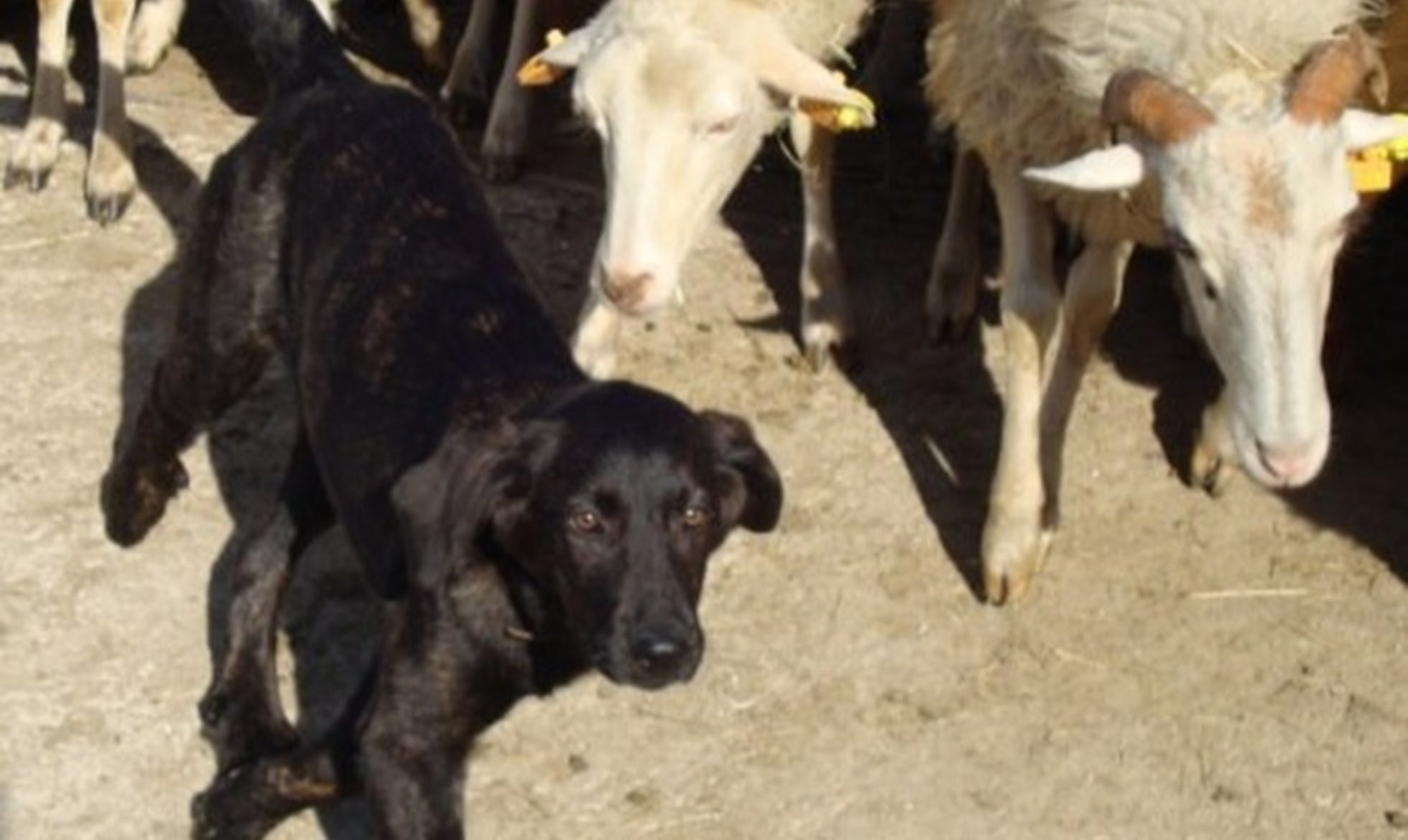 Livestock Guardian Dog Programme and Wolf Conservation on RTPN