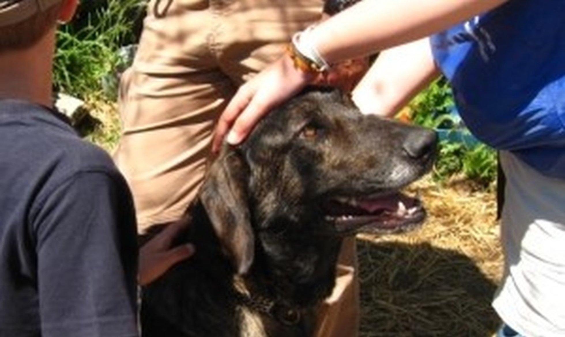Celebration of the B Day in wolf and livestock guardian dog territories
