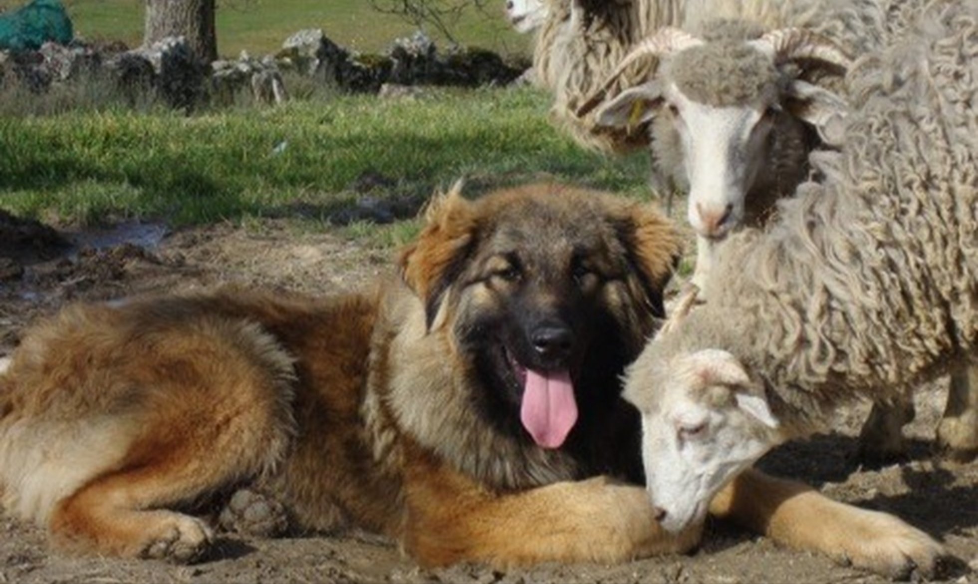 Livestock Guardian Dog Programme awarded by BES