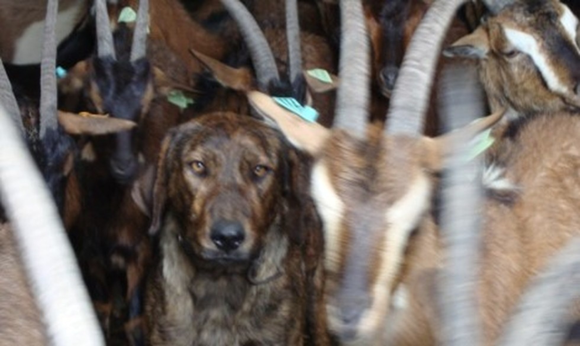 Ecotourism walk in Serra do Alvão introduces visitors to livestock guardian dogs