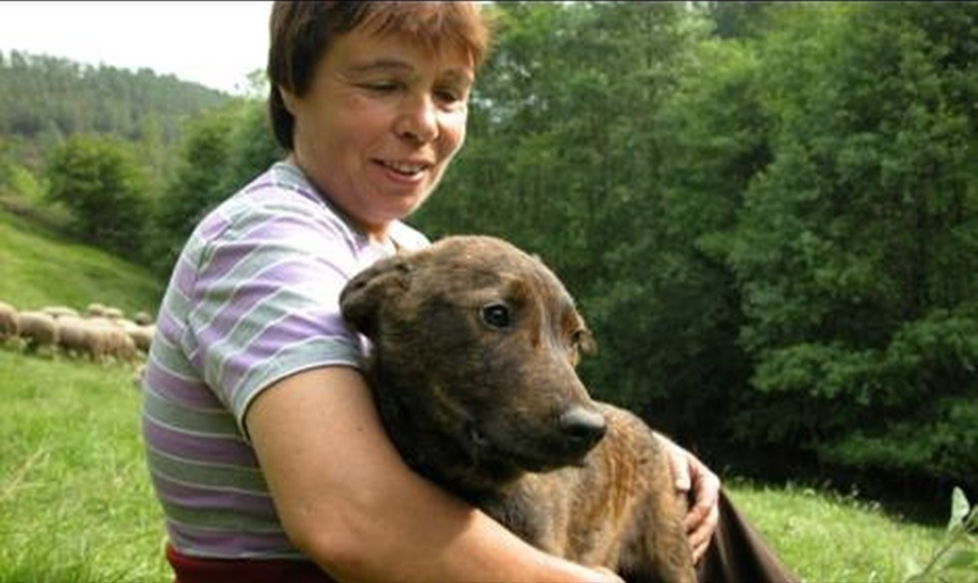 Grupo Lobo has integrated, monitored and evaluated over 200 livestock guardian dogs