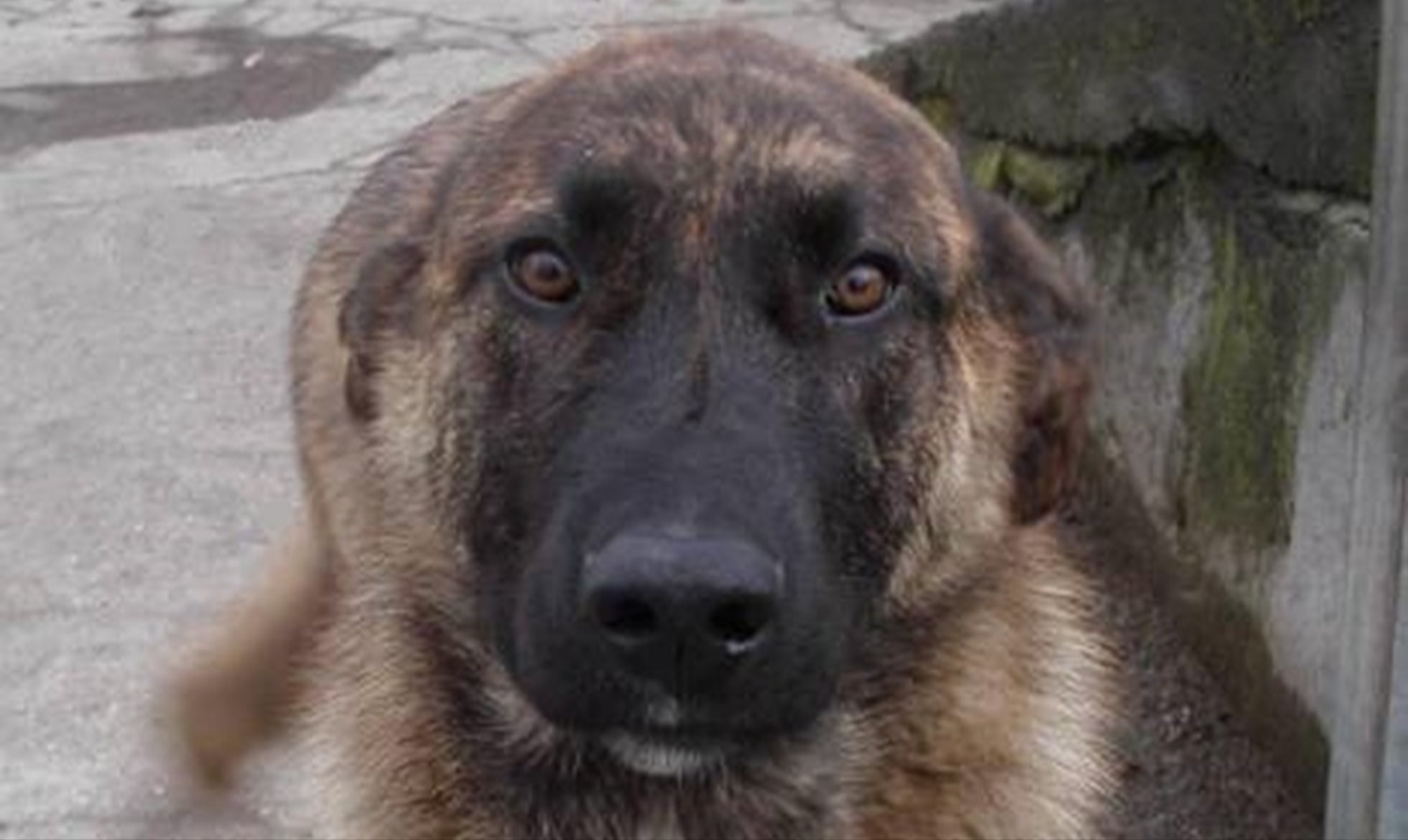 Participation in the 3rd National Canine Exhibition of Fundão