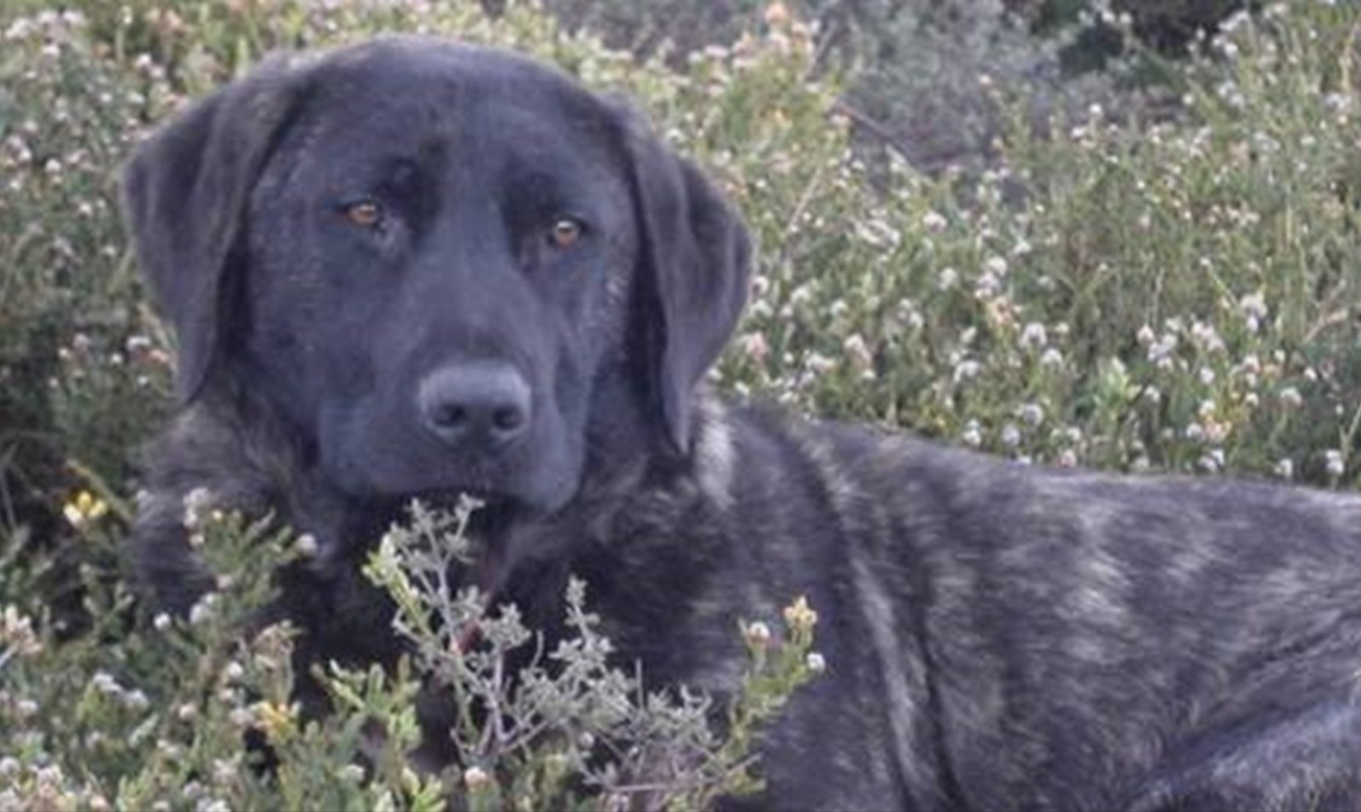 Participation in the Castro Laboreiro Dog Specialty Show