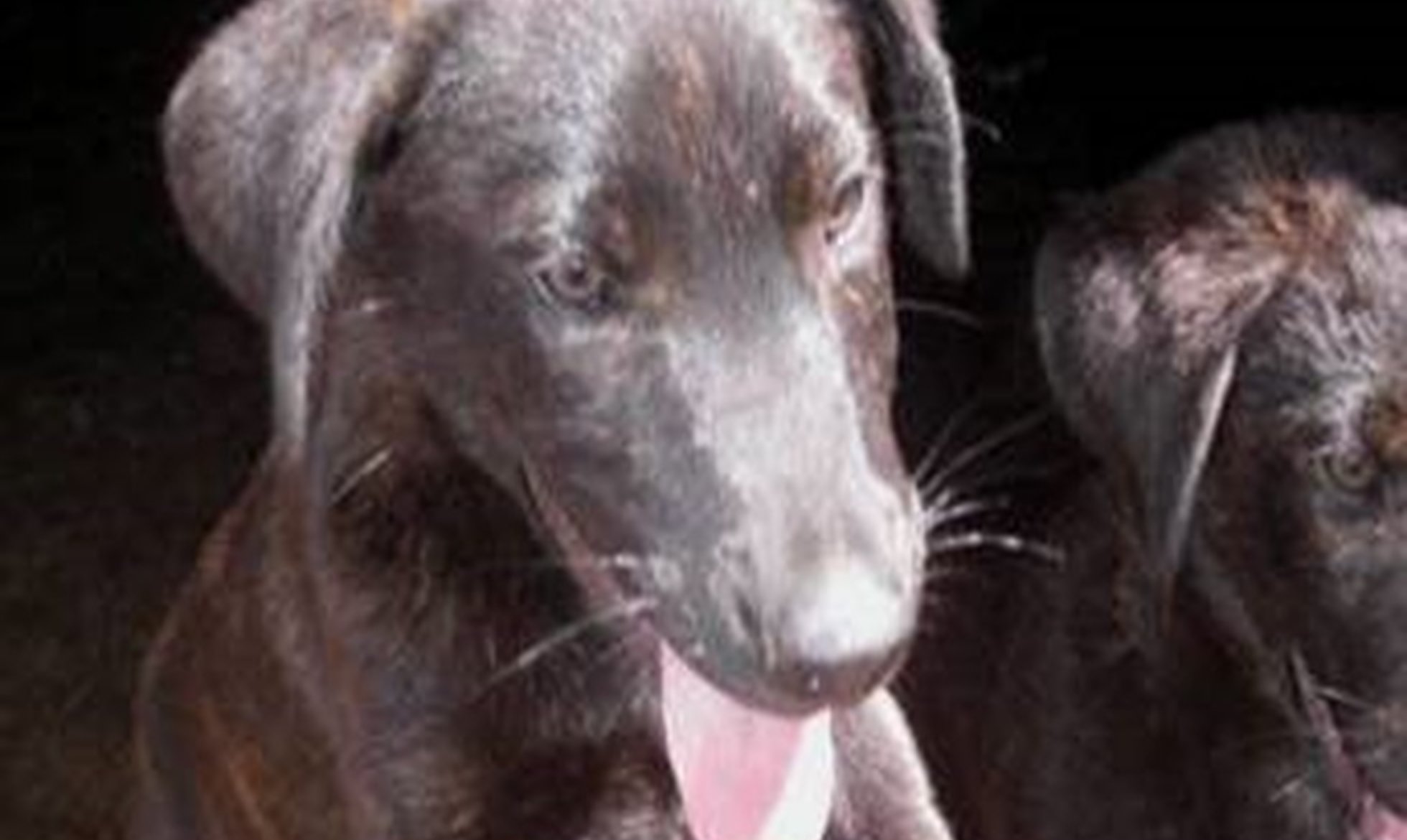 EAZA supports the Livestock Guardian Dog Project through its SOS Carnivores Campaign
