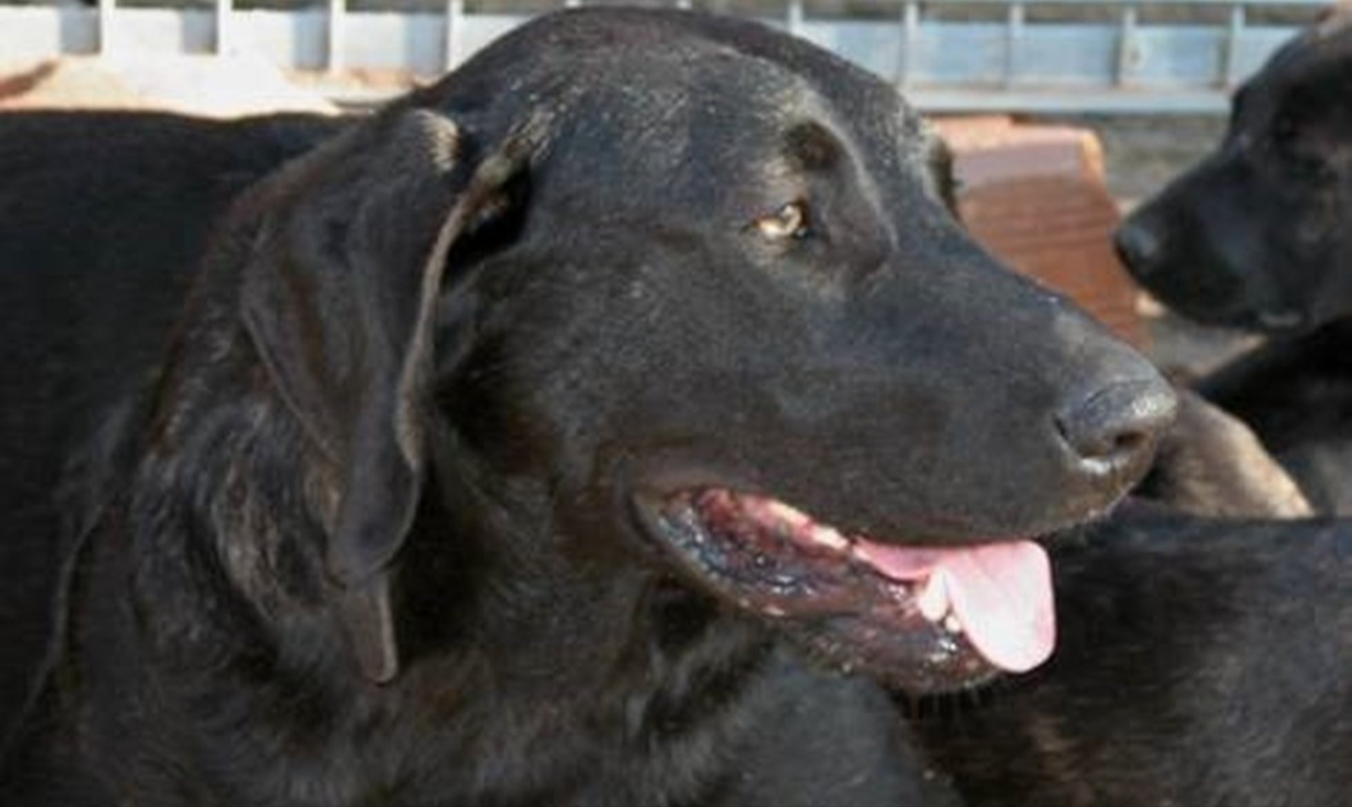 Participation in the 19th Castro Laboreiro Dog Monographic Show