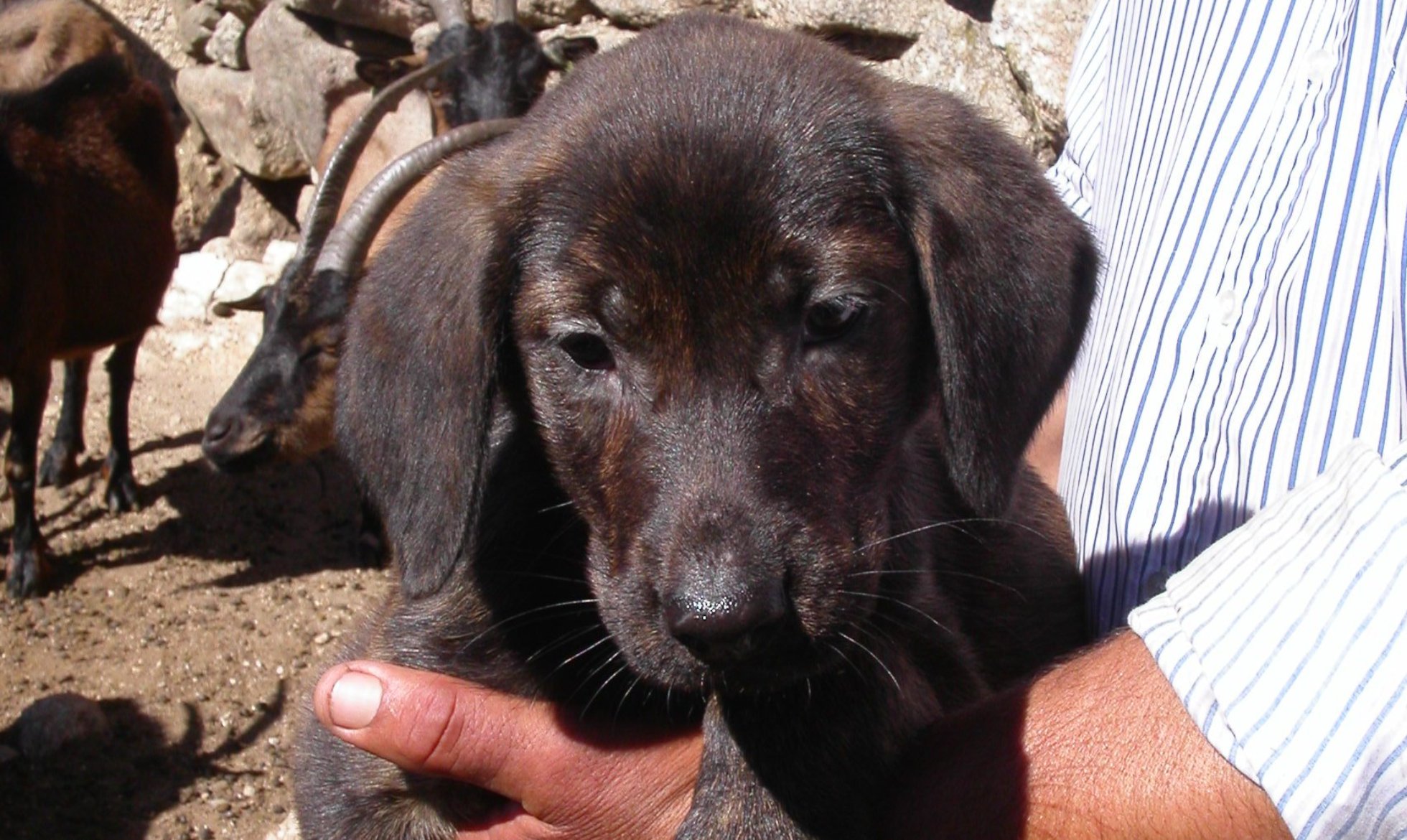 Grupo Lobo has already delivered more than 100 livestock guardian dogs