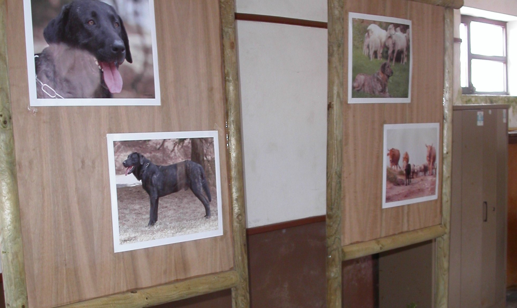 Photographic Exhibition of the Castro Laboreiro Dog shows the breed in its original function