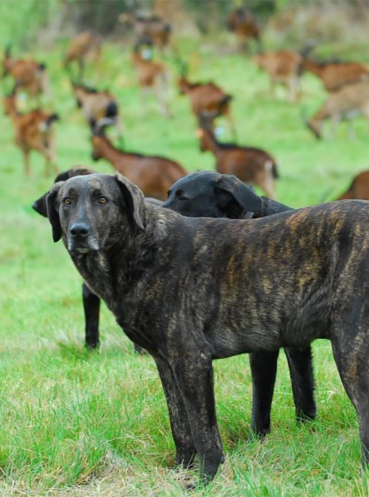 6th Online TMx2 Edition: The Wolf and the Livestock Dog – Cultural Habits of Coexistence