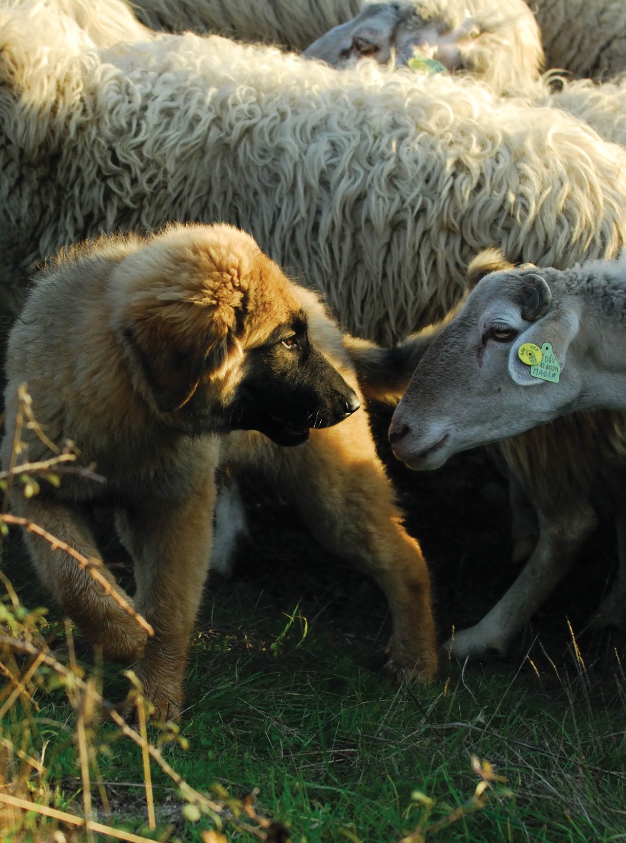 Webinar: Livestock Guarding Dogs