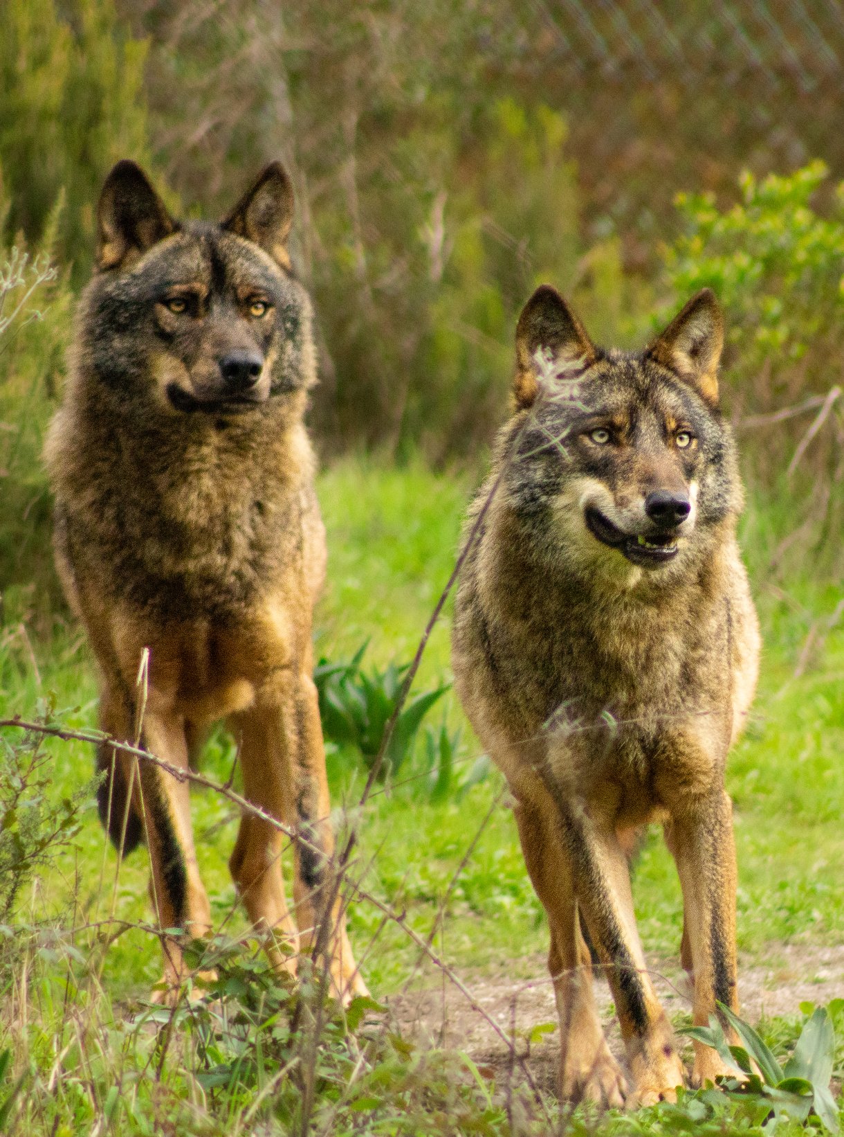 Webinar: The Wolf – Species Conservation and Its Ecosystem in Portugal