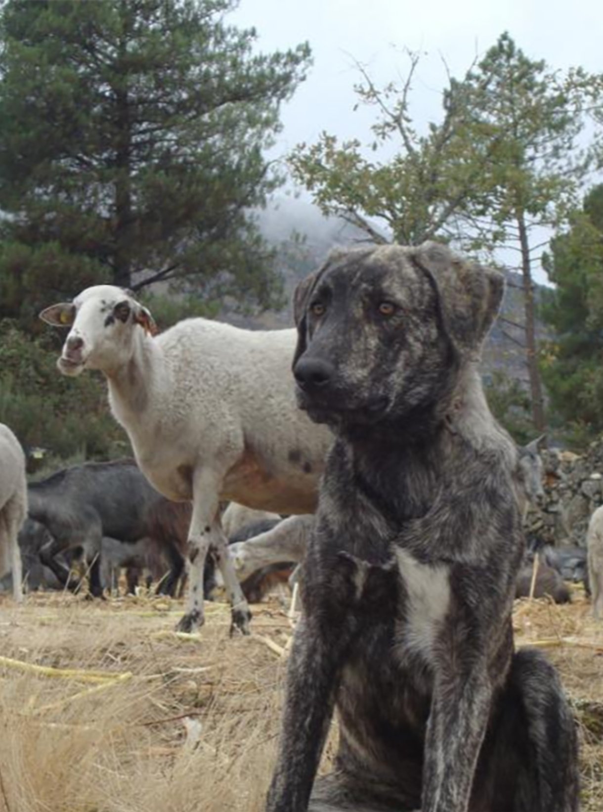 Workshop: Alternative Livestock Protection Measures in Portugal