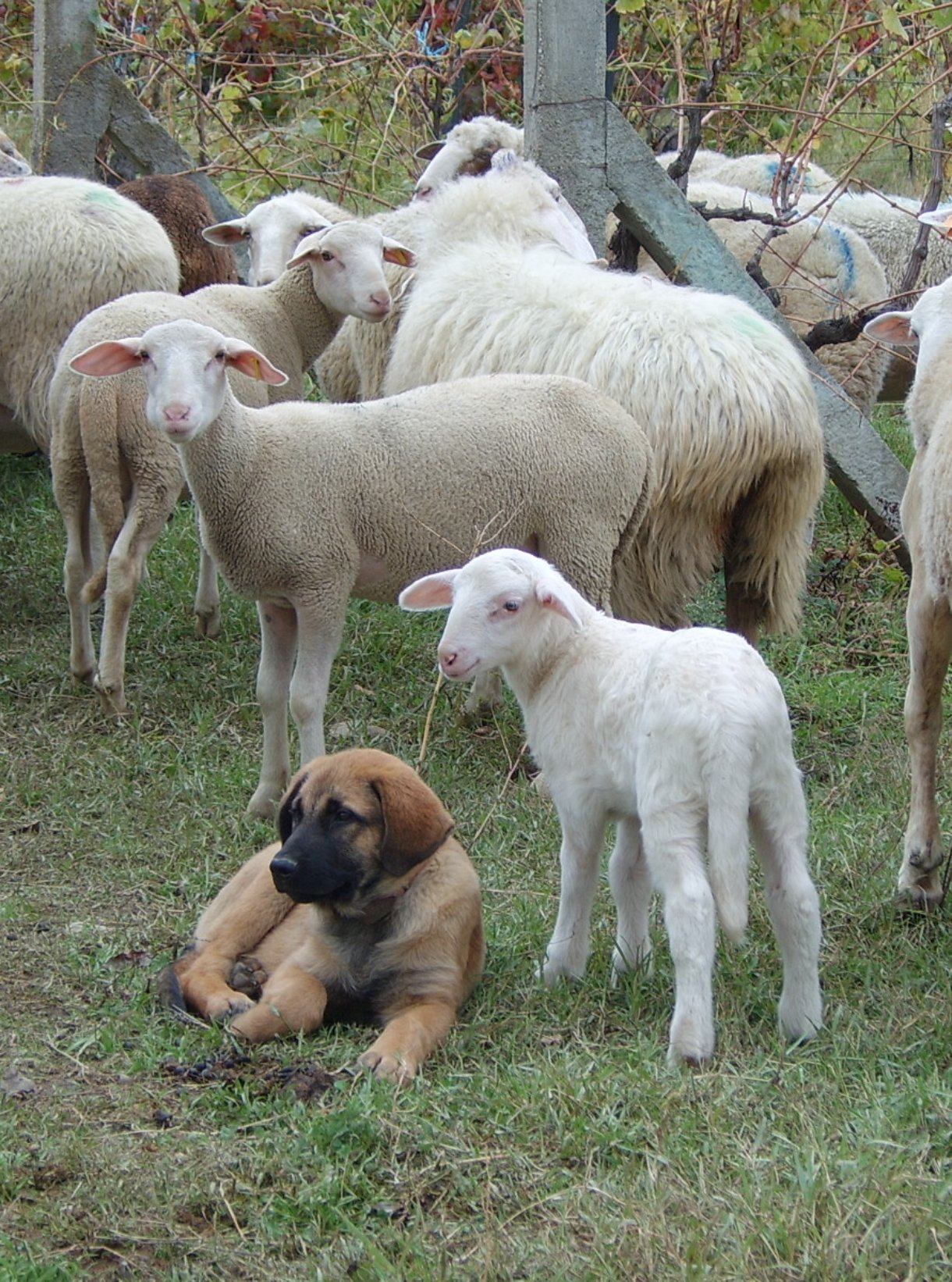 Workshop: The Legal Framework of Livestock Guarding Dogs in Portugal